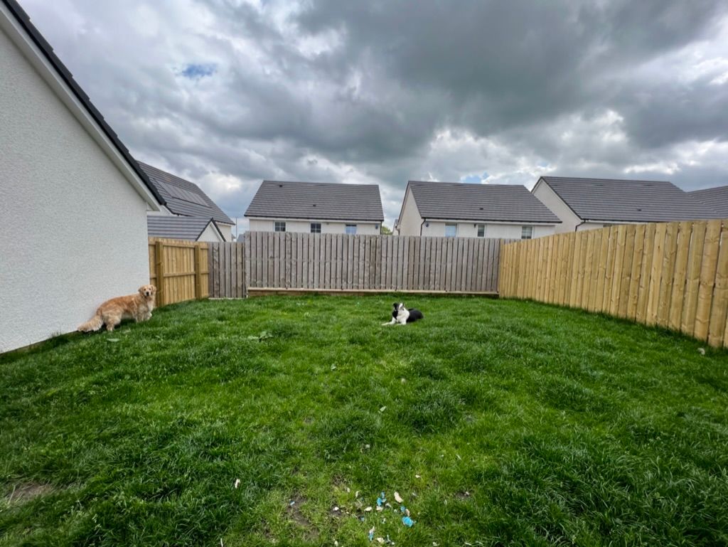 Grassy garden with two dogs surrounded by unpainted fences