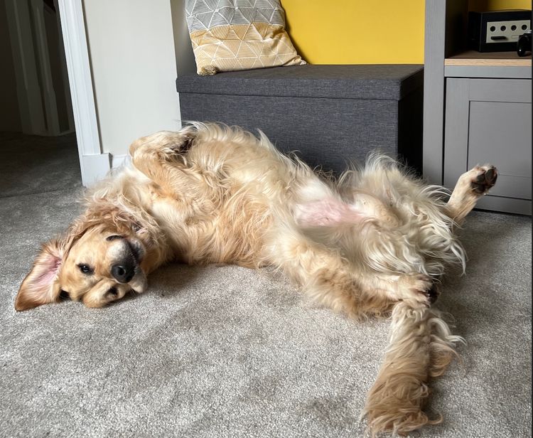 Golden retriever lying on his back in a home office.